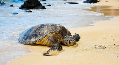 centro-recupero-tartarughe-marine-lampedusa
