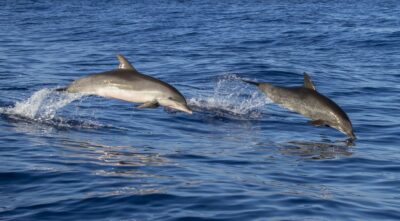 escursioni-barca-avvistamenti-delfini-lampedusa