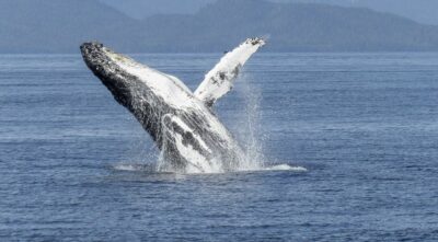 passaggio-avvistamenti-balene-lampedusa-mediterraneo
