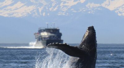 passaggio-avvistamenti-balene-lampedusa-mediterraneo-rotte-migratorie